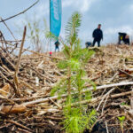 Banner - Plant 